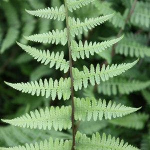 Lady Fern (Athyrium filix-femina)