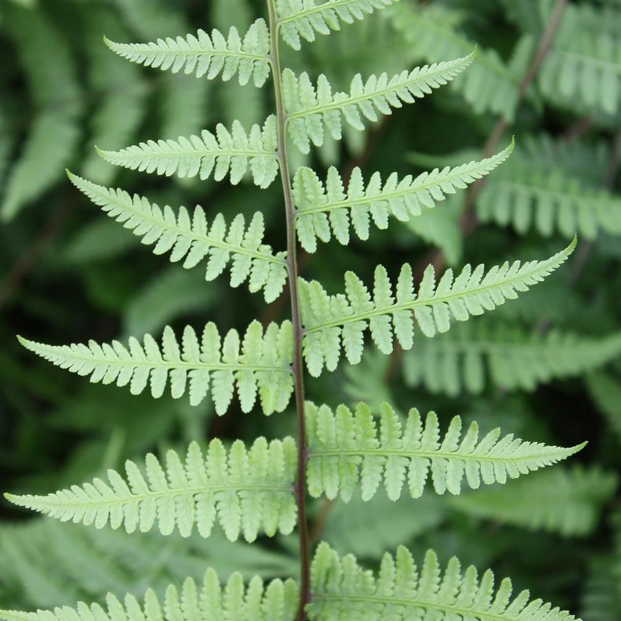 Lady Fern (Athyrium filix-femina)