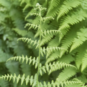 Hay-scented Fern (Dennstaedtia punctilobula)