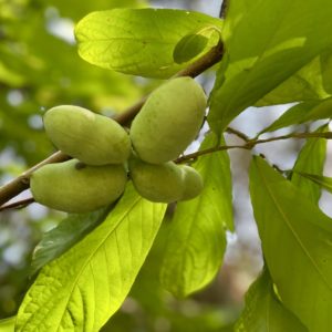 Paw Paw (asimina triloba)