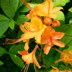 Flame Azelea (Rhododendron calendulaceum)