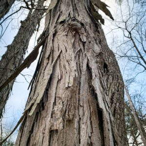 Shagbark hickory (Carya ovata)