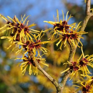Witch hazel (Hamamelis viginiana)