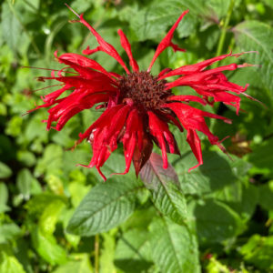Beebalm (Monarda didyma)