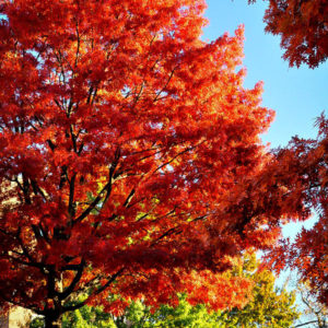 Scarlet Oak (Quercus coccinea)